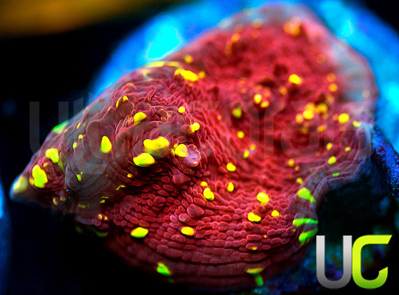 JF Gold Meister Chalice