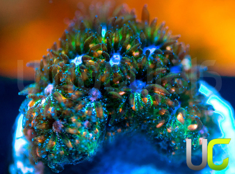 UC Chicken Pox Leptastrea