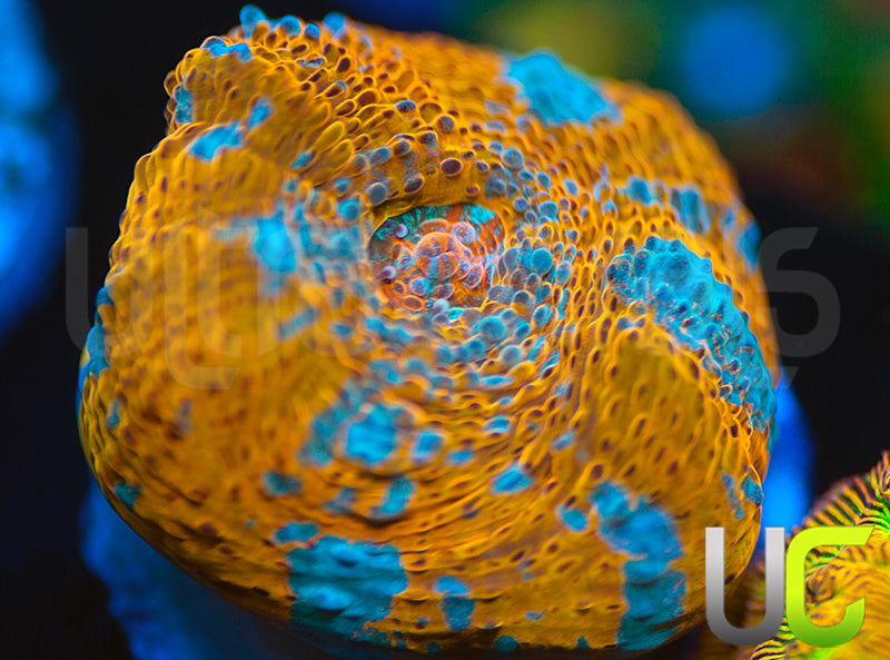 UC Pina Colada Chalice