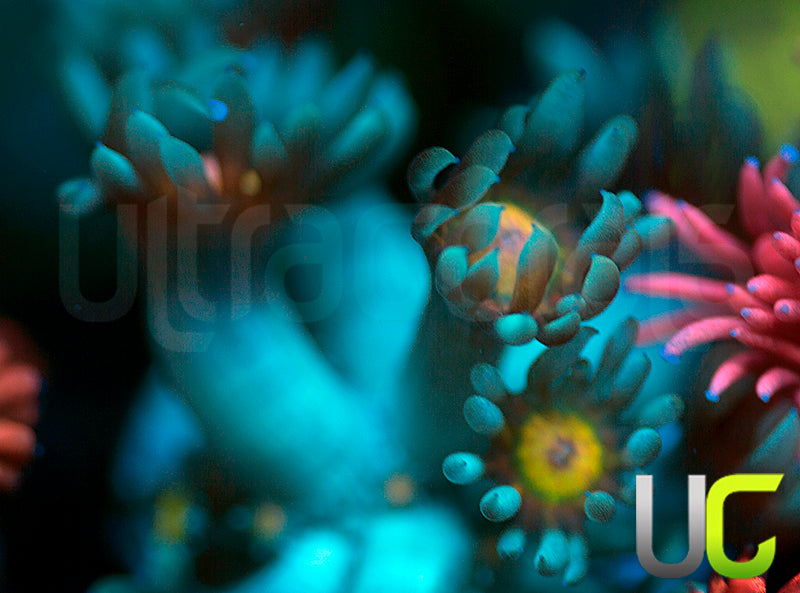 UC Rainbow Wolverines Goni