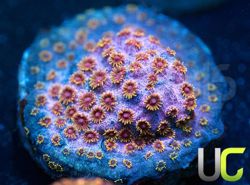 WWC Skittle Bomb Cyphastrea