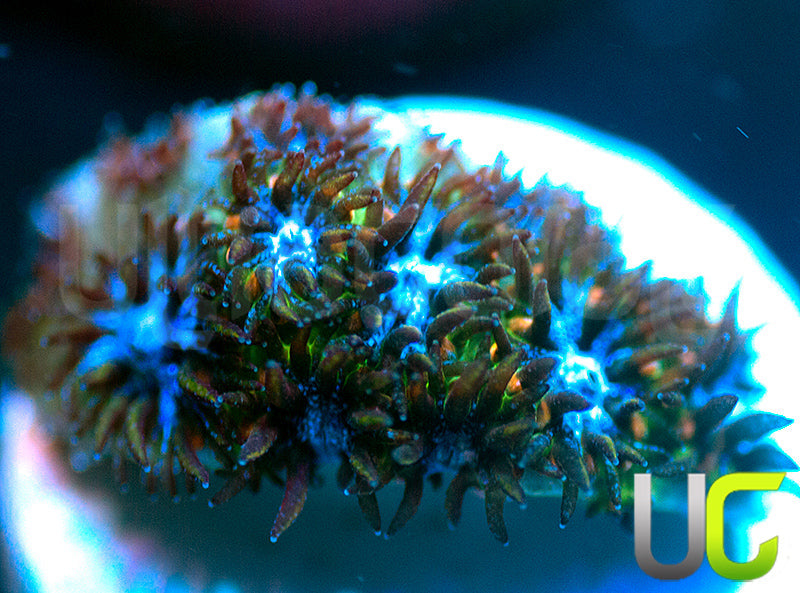 UC Chicken Pox Leptastrea