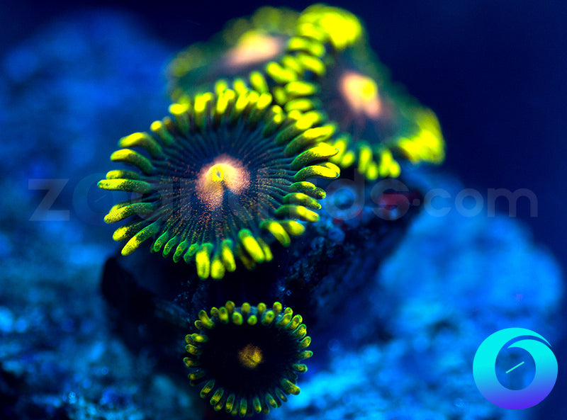 NEW RELEASE: Umbreon