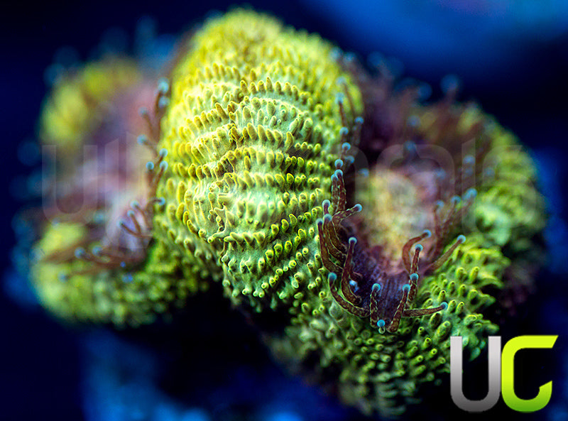 UC Pink Flamingo Micromussa Amakusensis