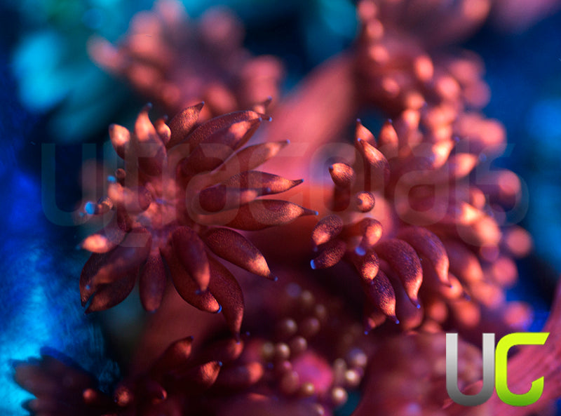 UC Scarlet Pimpernel Goni