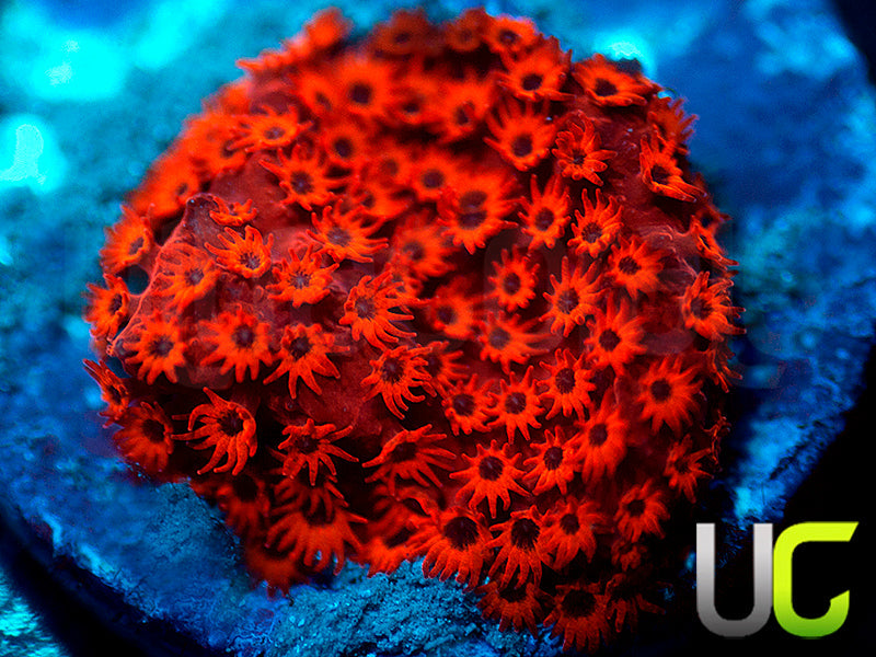 UC Sweet Revenge Porites