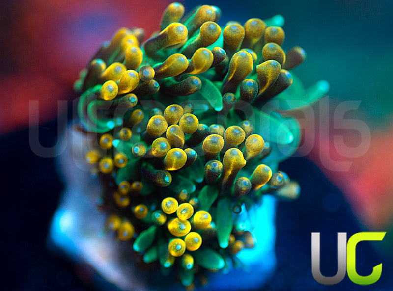 UC Roman Candle Galaxia