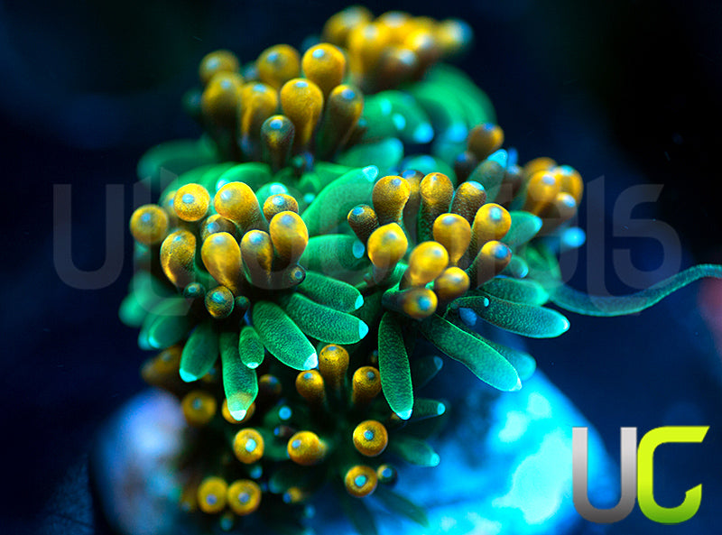 UC Roman Candle Galaxia