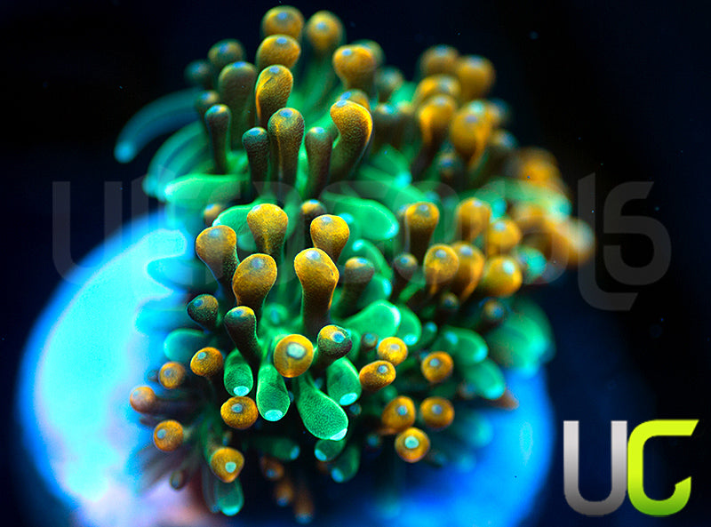 UC Roman Candle Galaxia