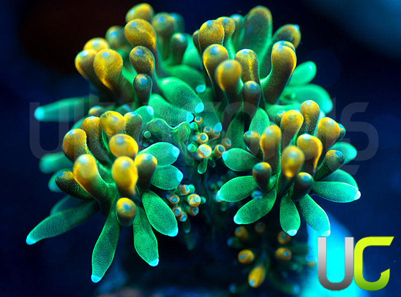 UC Roman Candle Galaxia