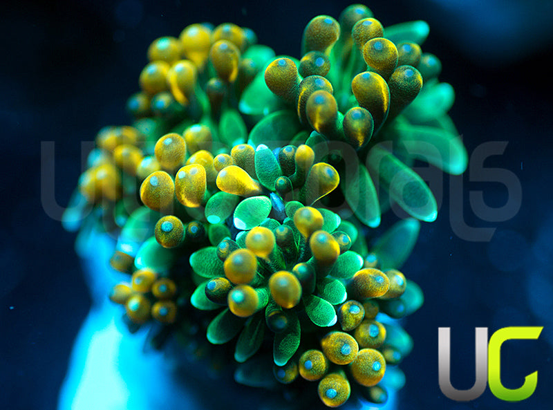 UC Roman Candle Galaxia