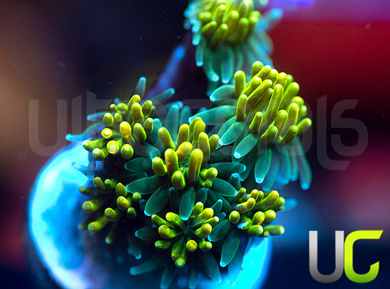 UC Lemon Lime Galaxia