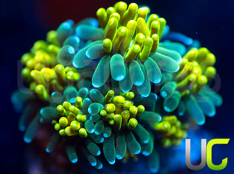 UC Lemon Lime Galaxia