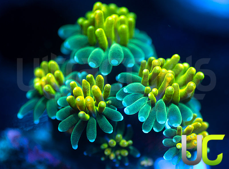 UC Lemon Lime Galaxia