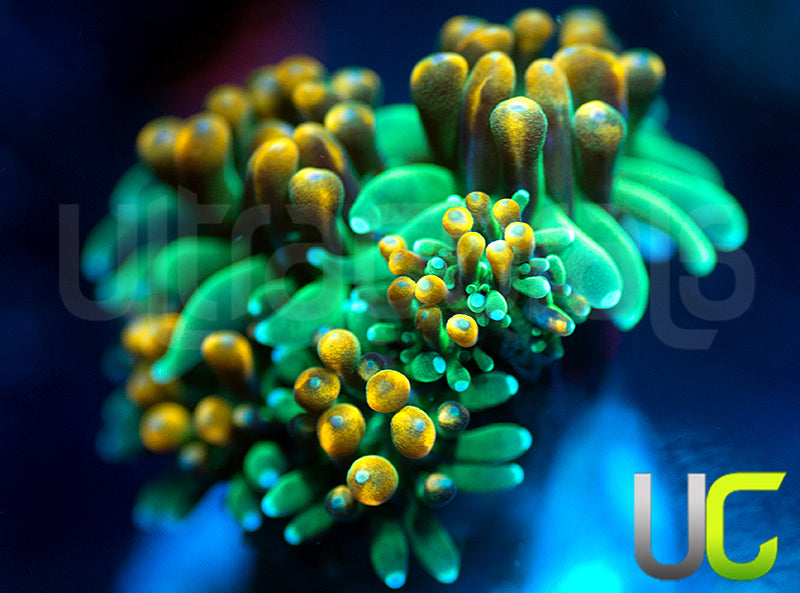 UC Roman Candle Galaxia