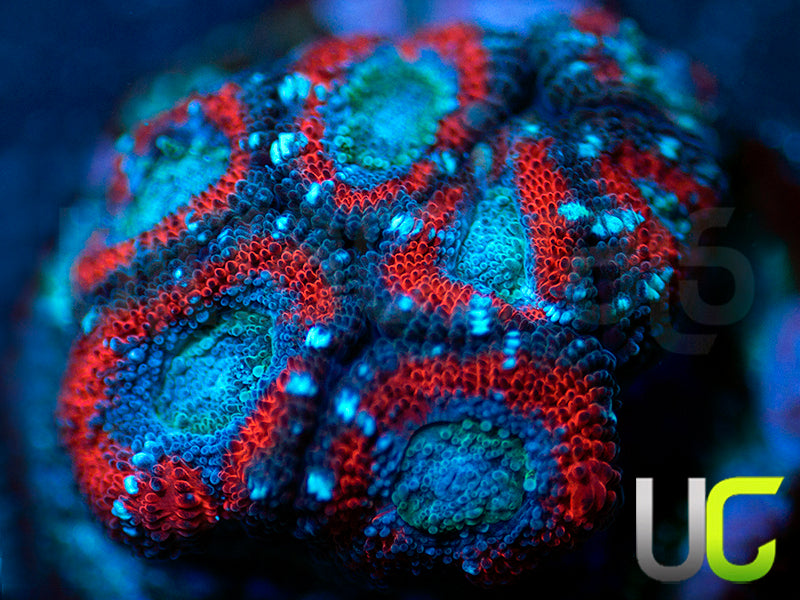 UC Superhero Micro Amakusensis