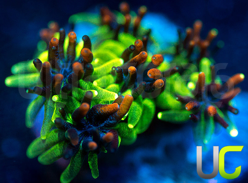 Sonic the Hedgehog Galaxia