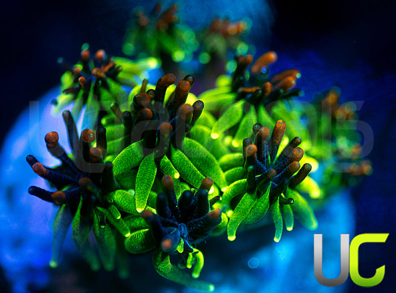 Sonic the Hedgehog Galaxia