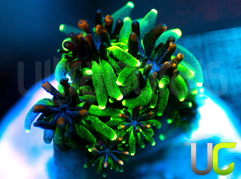 Sonic the Hedgehog Galaxia