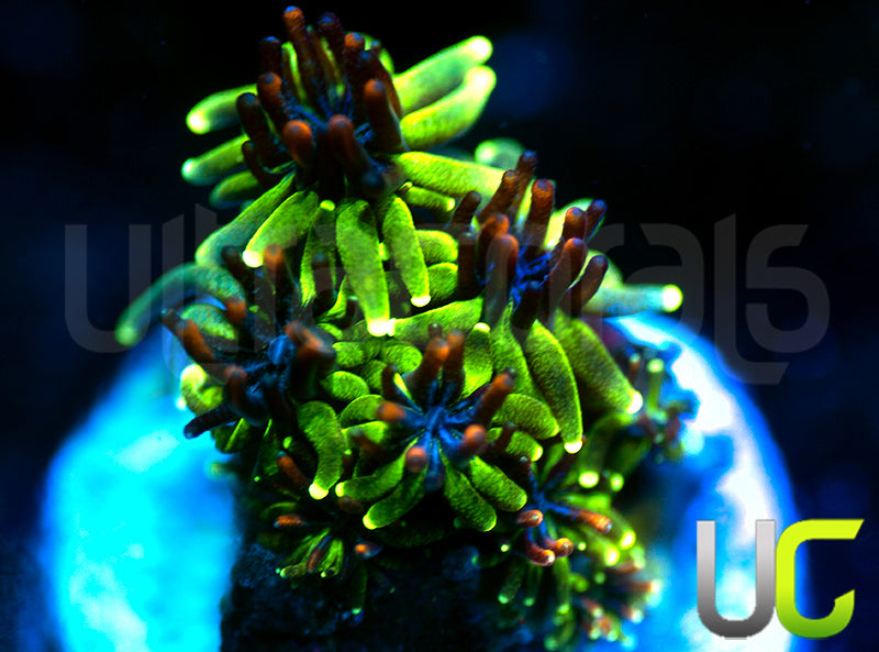 Sonic the Hedgehog Galaxia