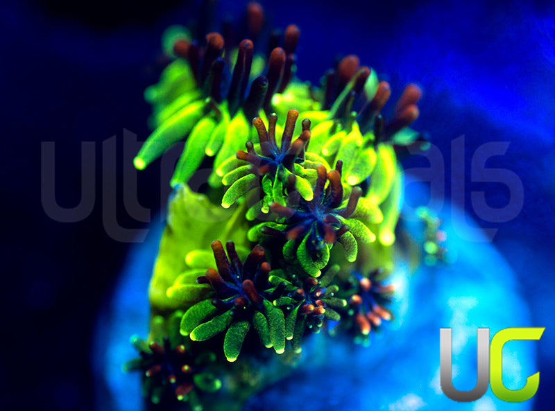 Sonic the Hedgehog Galaxia