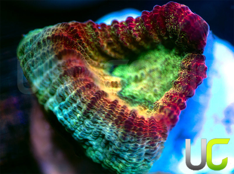 NEW RELEASE: UC Red Rebel Goniastrea