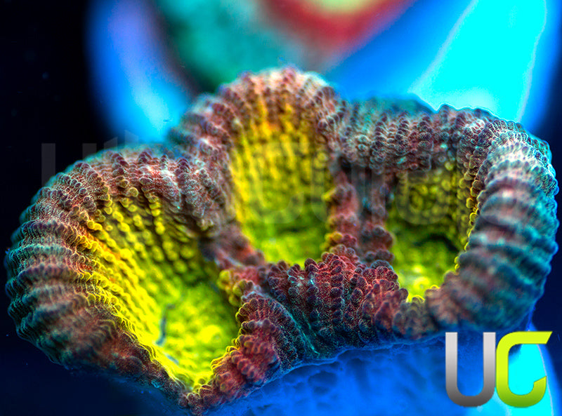 UC Rainbow Goniastrea