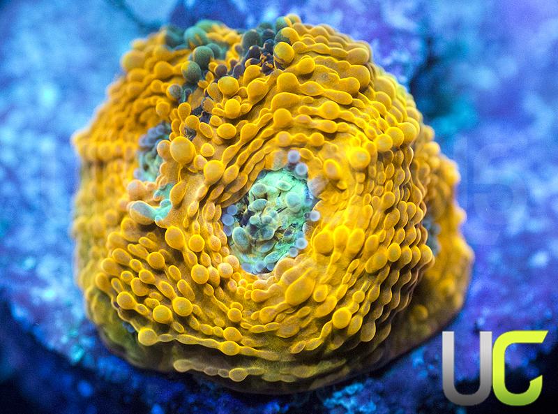 Pumpkin Patch Echinata