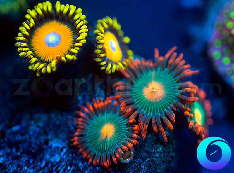 Super Saiyan & Gatorades