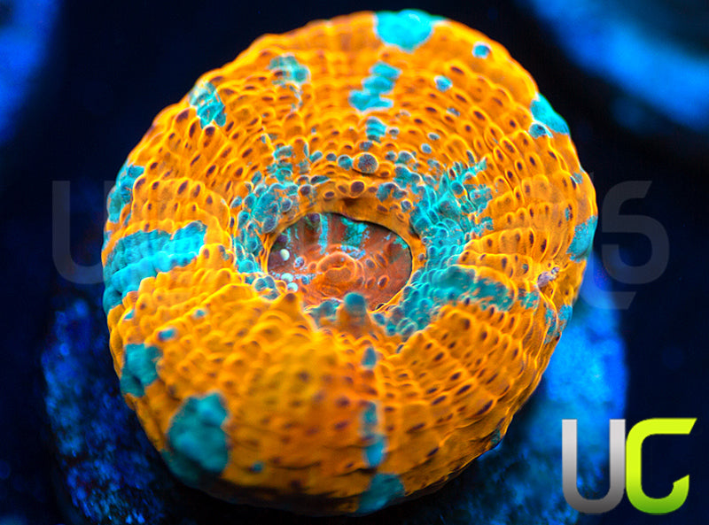 UC Pina Colada Chalice