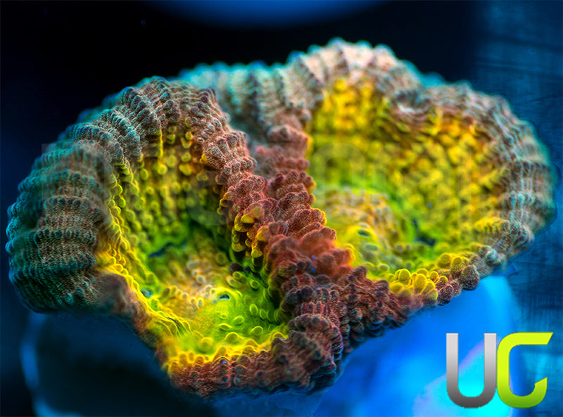 UC Rainbow Goniastrea