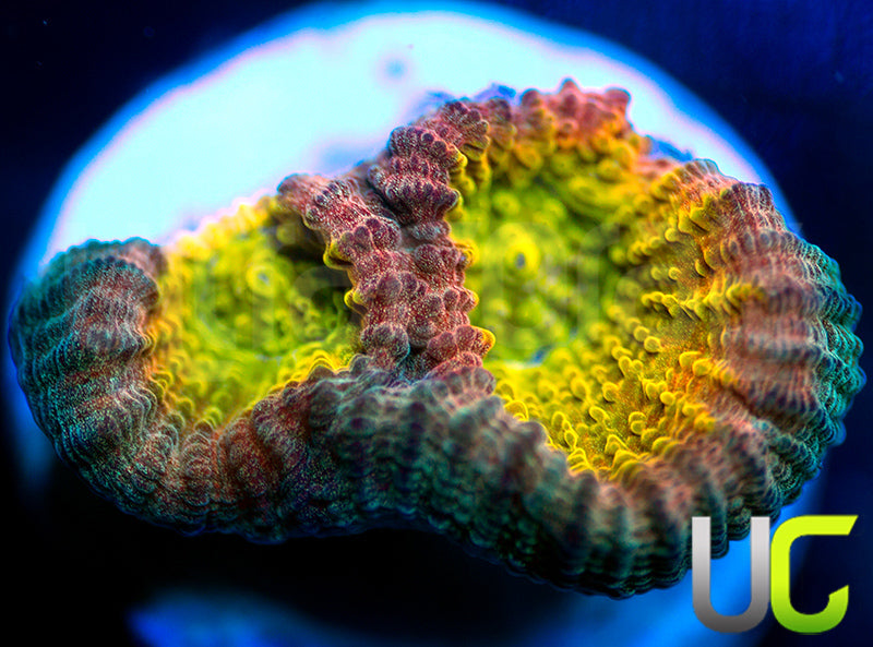 UC Rainbow Goniastrea
