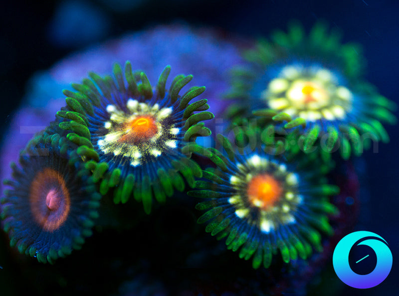 Supergirl & Daisy Cutters