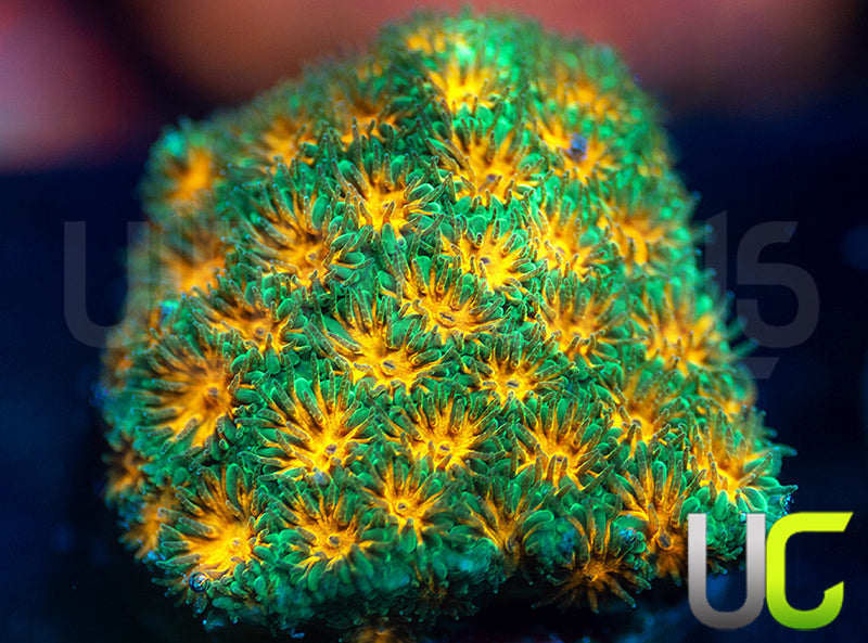 John Deere Leptastrea