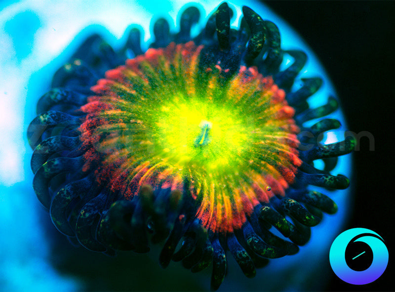 WWC Space Juice - XL Polyps