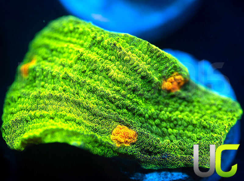 Space Invader Chalice