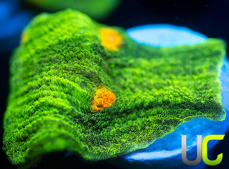 Space Invader Chalice