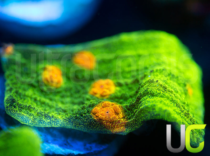 Space Invader Chalice