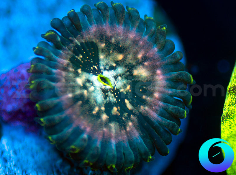 Hawaiian Ding Dang PE