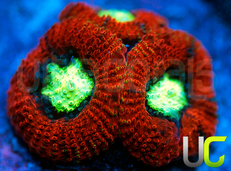 UC Blood Hunter Micro Amakusensis