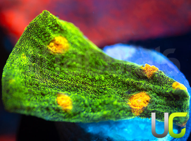 Space Invader Chalice