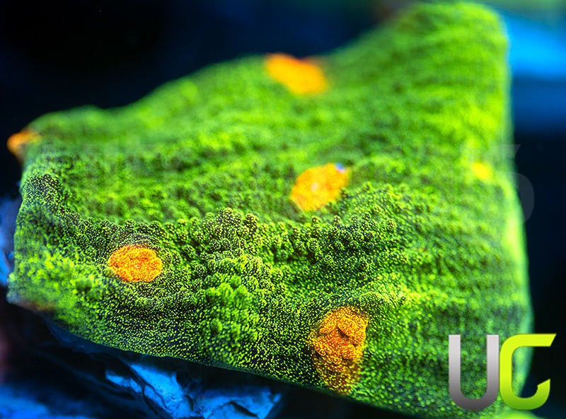 Space Invader Chalice