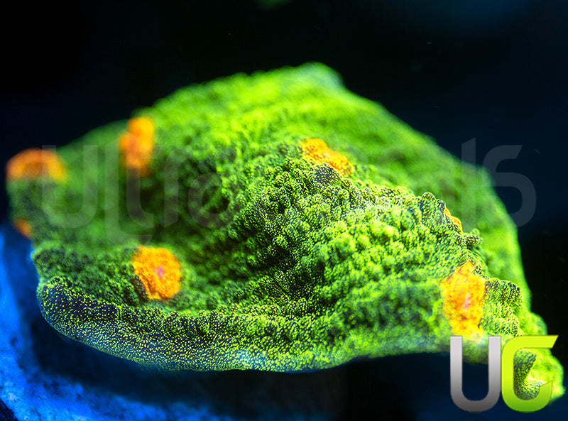 Space Invader Chalice