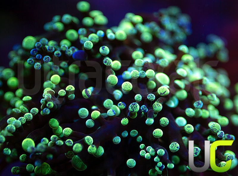 NEW RELEASE: UC Splatter Spawn