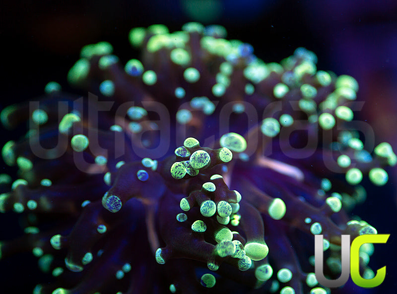 NEW RELEASE: UC Splatter Spawn