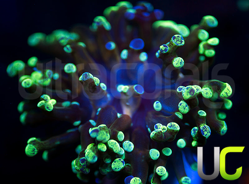 NEW RELEASE: UC Splatter Spawn
