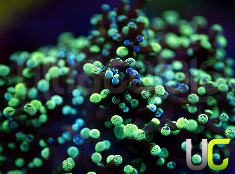 NEW RELEASE: UC Splatter Spawn