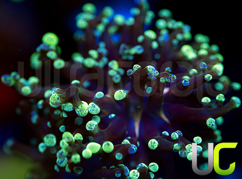 NEW RELEASE: UC Splatter Spawn