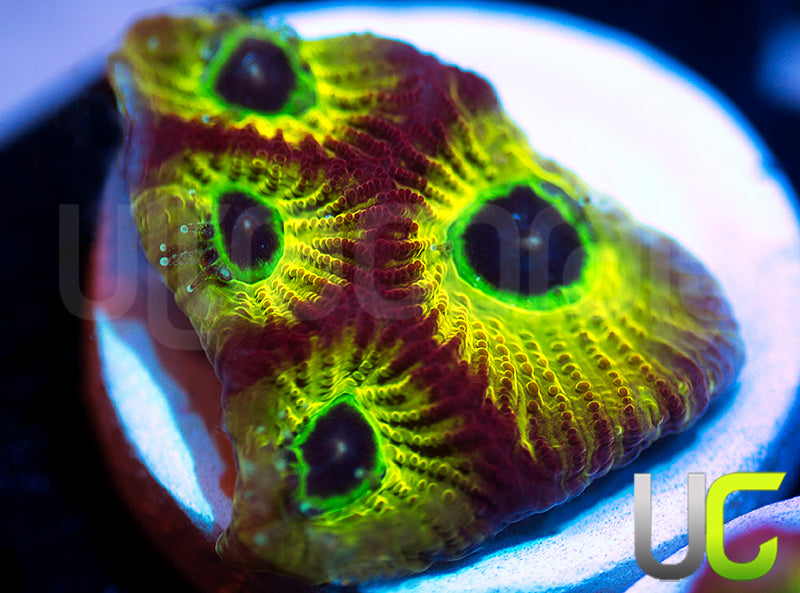 Gonzos Spicy Lemon Favites