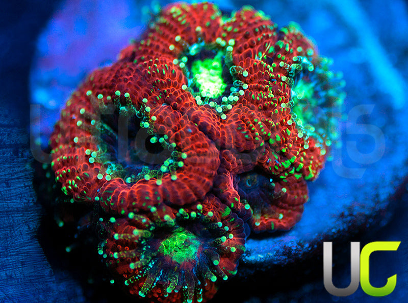 UC Blood Hunter Micro Amakusensis